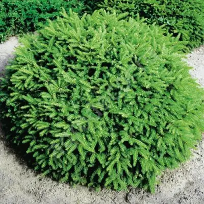 Ель НИДИФОРМИС обыкновенная в Витебске