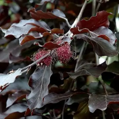 Бук лесной АТРОПУНИЦЕА в Витебске
