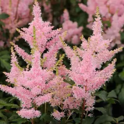 Астильба ЮНИК САЛМОН гибридная в Витебске