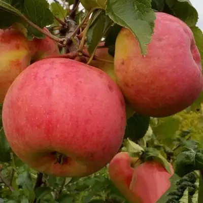 Яблоня БОЛОТОВСКОЕ в Витебске