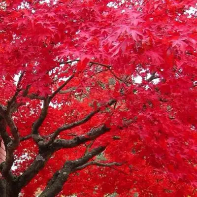 Клен гиннала  в Витебске