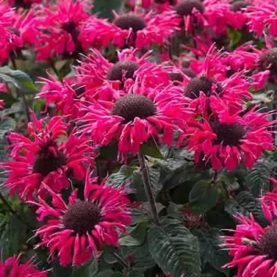 Монарда БИ МЭРИ гибридная в Витебске