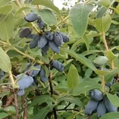 Жимолость съедобная НИМФА (ГАММА) в Витебске