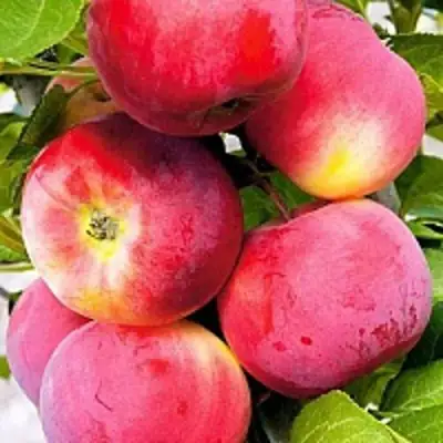 Яблоня СЕРЕБРЯНОЕ КОПЫТЦЕ в Витебске