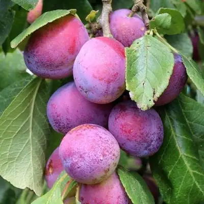 Слива БЛЮ СВИТ колонновидная в Витебске