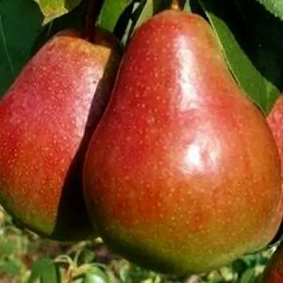 Груша ГЕРА в Витебске