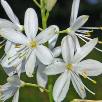 Венечник ветвистый в Витебске