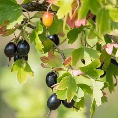 Смородина золотистая БЛЭЙКСТ в Витебске