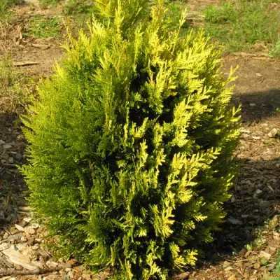 Туя КОППЕР ГОЛД западная в Витебске