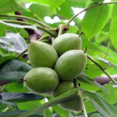 Орех маньчжурский МИЧУРИНЕЦ в Витебске