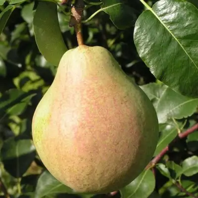 Груша ЛИРА в Витебске