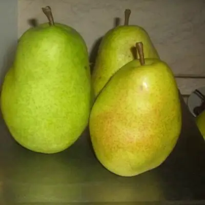 Груша БЕРЕ ЛЮКА в Витебске