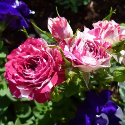 Роза ФЛЕШ ДАНС спрей в Витебске