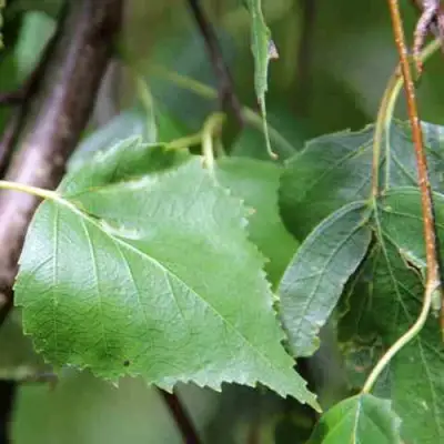 Береза ПОВИСЛАЯ в Витебске