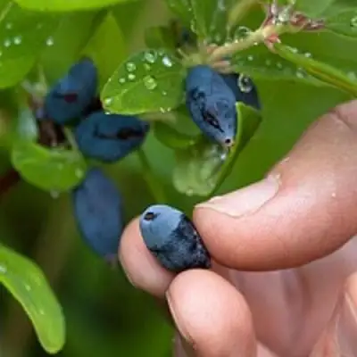 Жимолость съедобная АМФОРА в Витебске