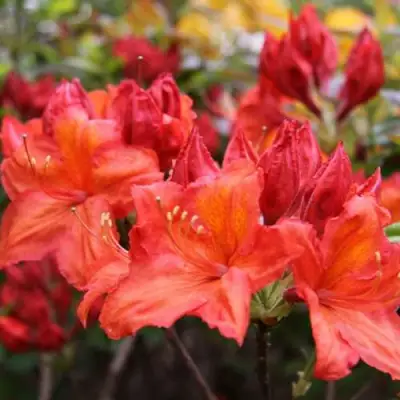 Азалия ЛИЛИНШТЕЙН японская в Витебске