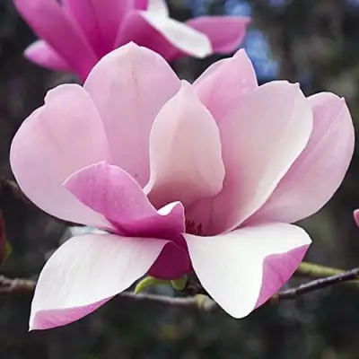 Магнолия РИККИ в Витебске