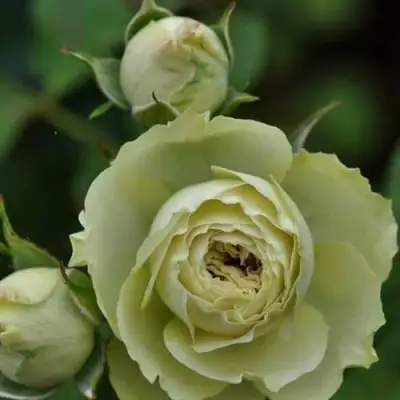 Роза ГРИН ДАЙМОНД миниатюрная в Витебске