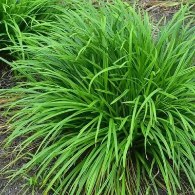 Осока АЙРИШ ГРИН в Витебске