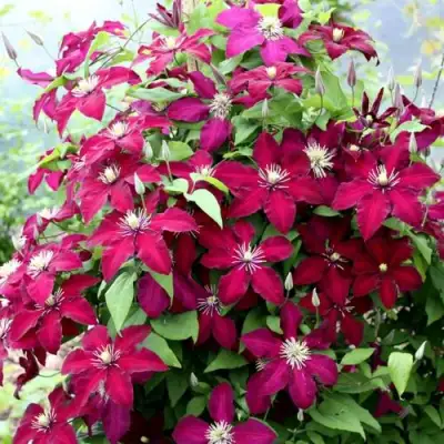 Клематис МАЗОВШЕ в Витебске