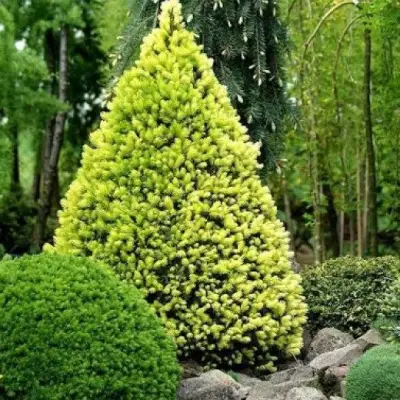 Ель РЕЙНБОУЗ ЭНД сизая в Витебске