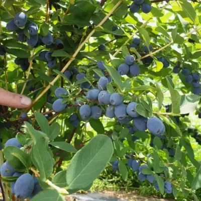 Жимолость съедобная КЛУБНИЧНАЯ СЕНСАЦИЯ в Витебске