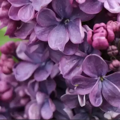 Сирень ВИОЛЕТТА в Витебске