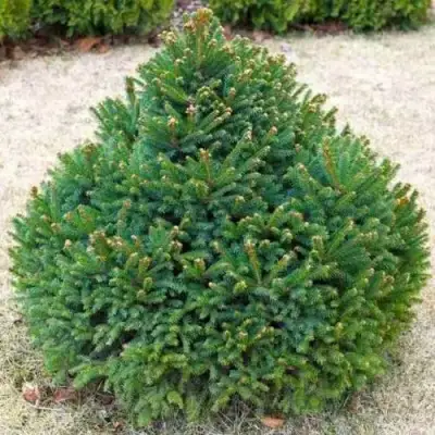 Ель БАРРИ обыкновенная в Витебске