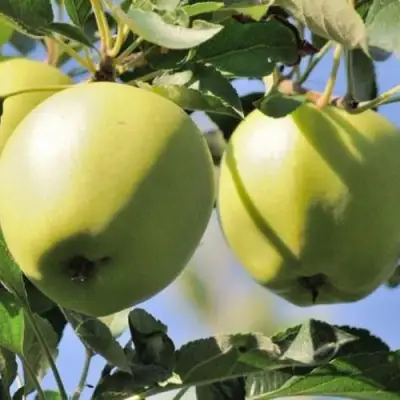 Яблоня САХАРНАЯ в Витебске