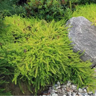 Водяника БЕРНШТЕЙН черная в Витебске