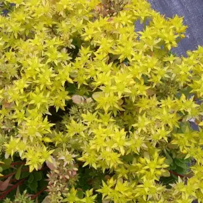 Очиток (седум) ИММЕРГРЮНХЕН в Витебске