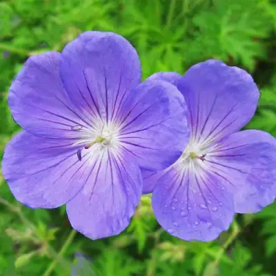 Герань БРУКСАЙД гибридная в Витебске