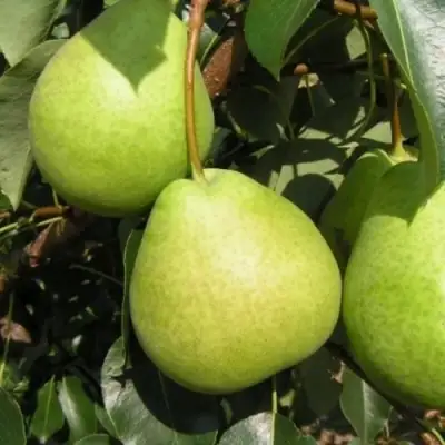 Груша ЛАГОДНАЯ в Витебске