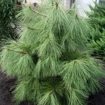 Сосна желтая  в Витебске