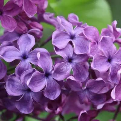 Сирень СУМЕРКИ в Витебске