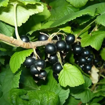 Смородина черная БАГИРА в Витебске