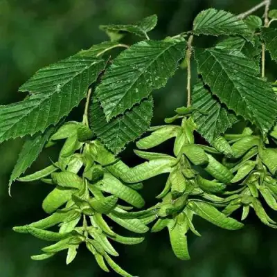 Граб  в Витебске