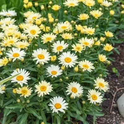 Нивяник БРОДВЕЙ ЛАЙТС великолепный в Витебске