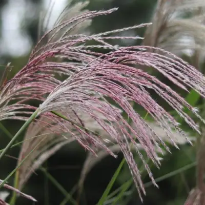 Мискантус МАЛЕПАРТУС китайский  в Витебске