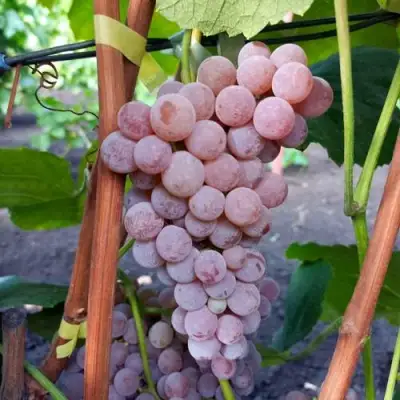 Виноград РИЛАЙНС ПИНК СИДЛИС в Витебске