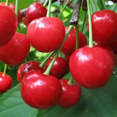 Дюк ПРЕВОСХОДНАЯ ВЕНЬЯМИНОВА в Витебске