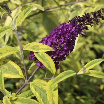 Буддлея давида САНТАНА  в Витебске