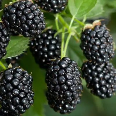 Ежевика ЧЕРНАЯ МАГИЯ ремонтантная  в Витебске