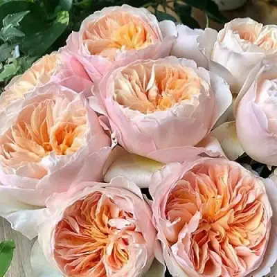 Роза ДЖУЛЬЕТТА английская в Витебске