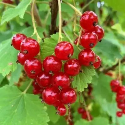 Смородина красная МААРСЕС ПРОМИНЕНТ в Витебске