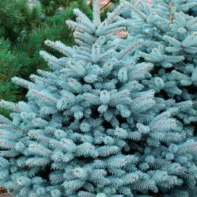Ель СУПЕР БЛЮ СИДЛИНГ колючая в Витебске