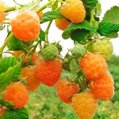 Малина ЗОЛОТЫЕ КУПОЛА в Витебске