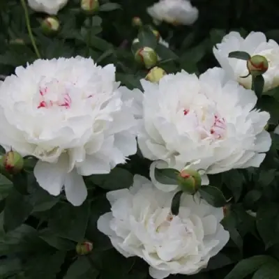 Пион ФЕСТИВА МАКСИМА травянистый в Витебске