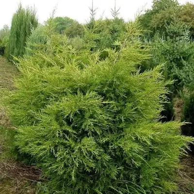 Можжевельник КУРИВАО ГОЛД китайский в Витебске