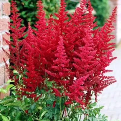 Астильба БУРГУНДИ РЕД Арендса в Витебске